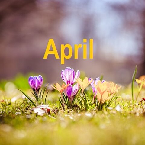 Bild mit Frühlingsblumen - lila, gelbe Krokusse mit Schriftzug April