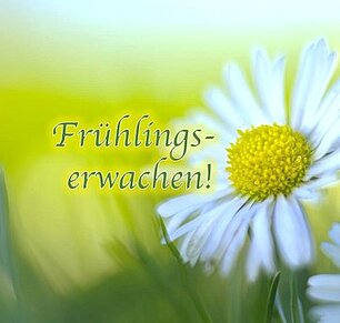 Grün-gelber Hintergrund mit großem Gänseblümchen und Text in grün Frühlingserwachen