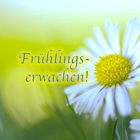Grün-gelber Hintergrund mit großem Gänseblümchen und Text in grün Frühlingserwachen